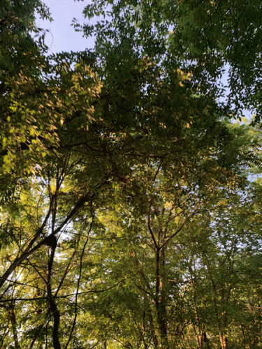 Witches Forest : The Sun Sets